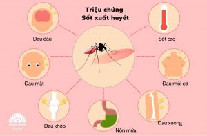 Các triệu chứng của bệnh sốt xuất huyết